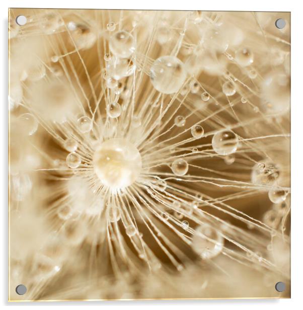 Dandelion Water Drops Acrylic by Kelly Bailey