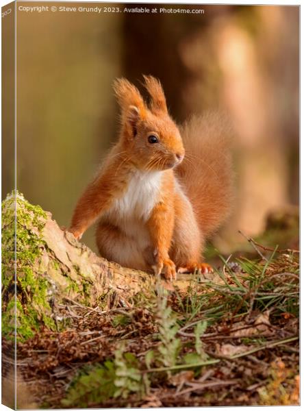 Red Squirrel Canvas Print by Steve Grundy