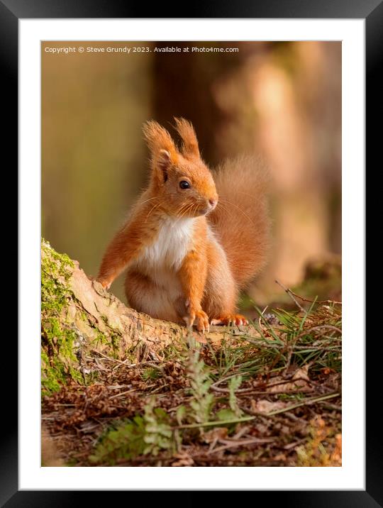 Red Squirrel Framed Mounted Print by Steve Grundy