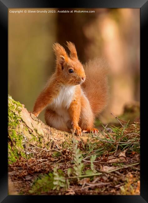 Red Squirrel Framed Print by Steve Grundy