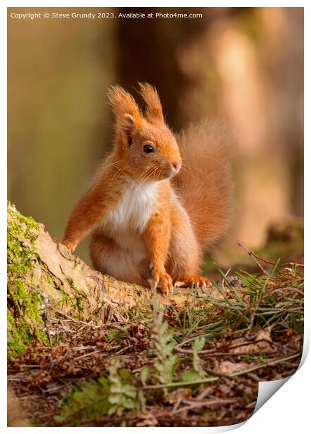 Red Squirrel Print by Steve Grundy
