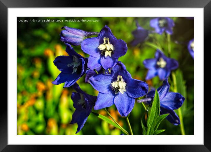 Blue Delphinium or Larkspur Flowers  Framed Mounted Print by Taina Sohlman