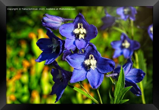 Blue Delphinium or Larkspur Flowers  Framed Print by Taina Sohlman