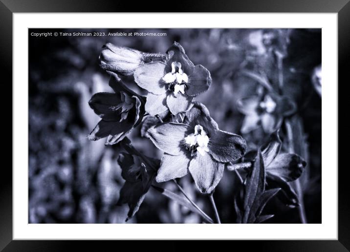 Delphinium or Larkspur Flowers Monochrome Framed Mounted Print by Taina Sohlman