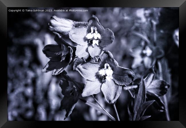 Delphinium or Larkspur Flowers Monochrome Framed Print by Taina Sohlman