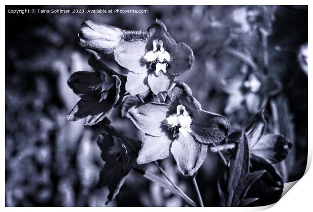 Delphinium or Larkspur Flowers Monochrome Print by Taina Sohlman