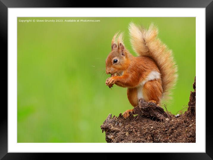 Autumns Delight Red Squirrel Nibbling Chestnut Framed Mounted Print by Steve Grundy