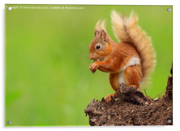 Autumns Delight Red Squirrel Nibbling Chestnut Acrylic by Steve Grundy
