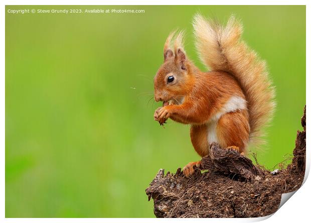 Autumns Delight Red Squirrel Nibbling Chestnut Print by Steve Grundy
