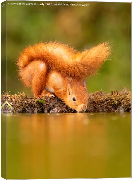 The Reflective Red Squirrel Canvas Print by Steve Grundy