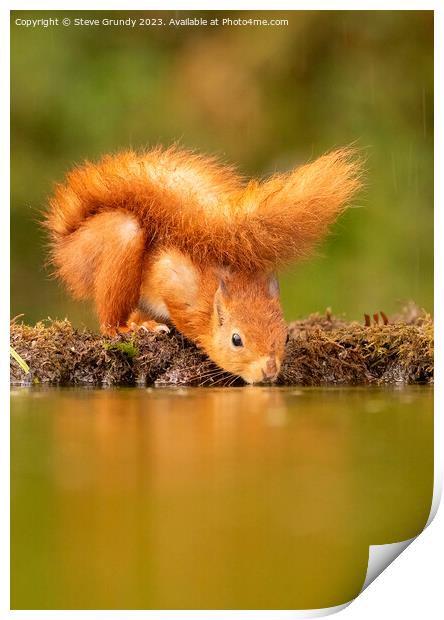 The Reflective Red Squirrel Print by Steve Grundy