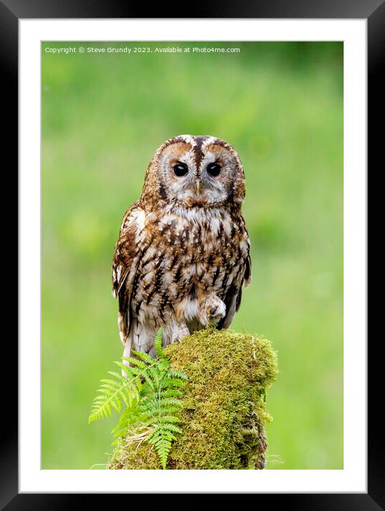 Daylight Tawny Owl Hunting Framed Mounted Print by Steve Grundy