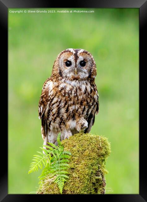 Daylight Tawny Owl Hunting Framed Print by Steve Grundy