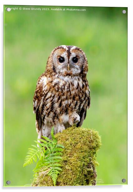Daylight Tawny Owl Hunting Acrylic by Steve Grundy