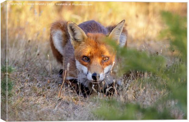 Stealthy Heathland Fox Canvas Print by Steve Grundy