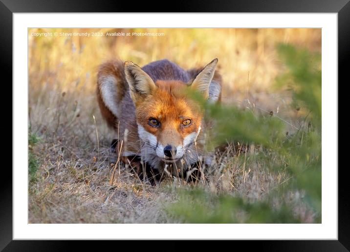 Stealthy Heathland Fox Framed Mounted Print by Steve Grundy