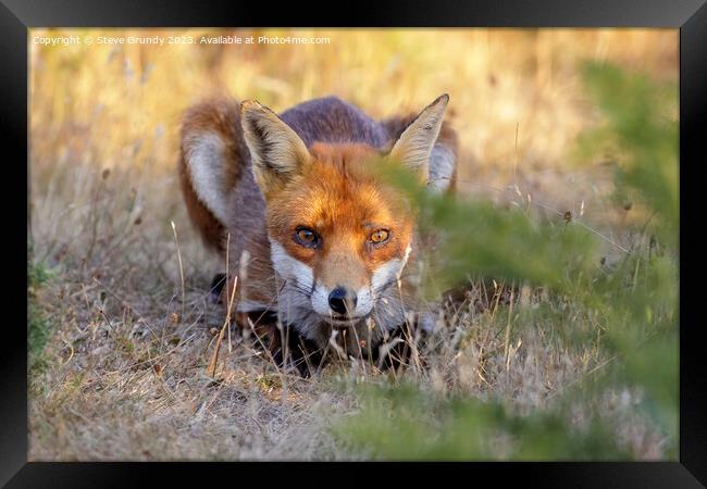Stealthy Heathland Fox Framed Print by Steve Grundy