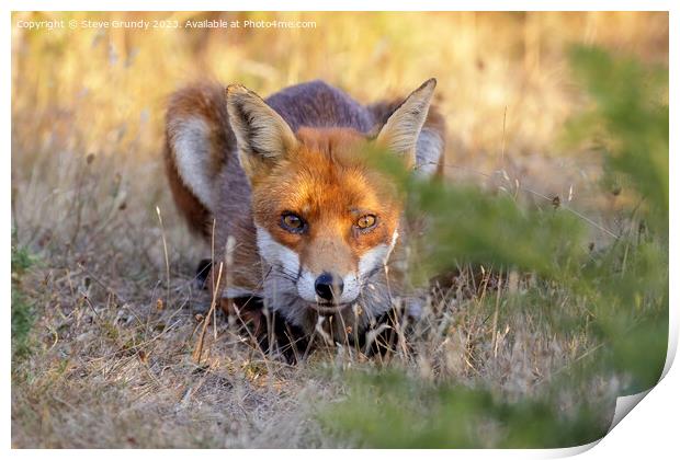 Stealthy Heathland Fox Print by Steve Grundy