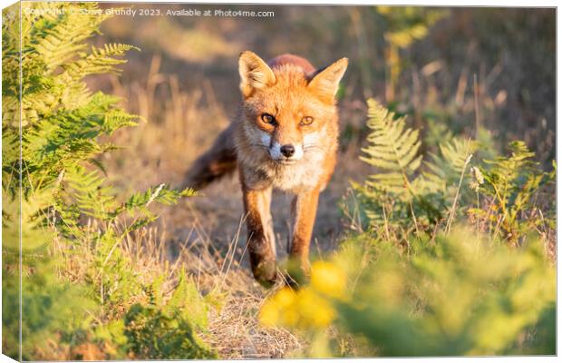 Mesmerizing Rural Red Fox Canvas Print by Steve Grundy
