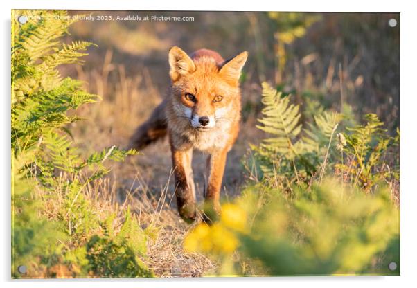 Mesmerizing Rural Red Fox Acrylic by Steve Grundy