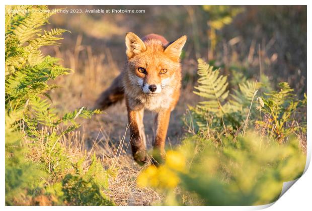 Mesmerizing Rural Red Fox Print by Steve Grundy
