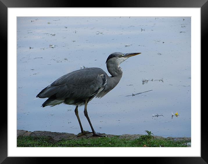 Young Heron Framed Mounted Print by Bekie Spark