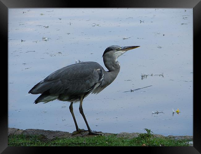 Young Heron Framed Print by Bekie Spark