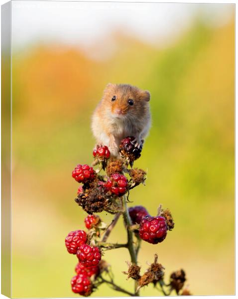 Tiny Harvest Mouse Canvas Print by Steve Grundy