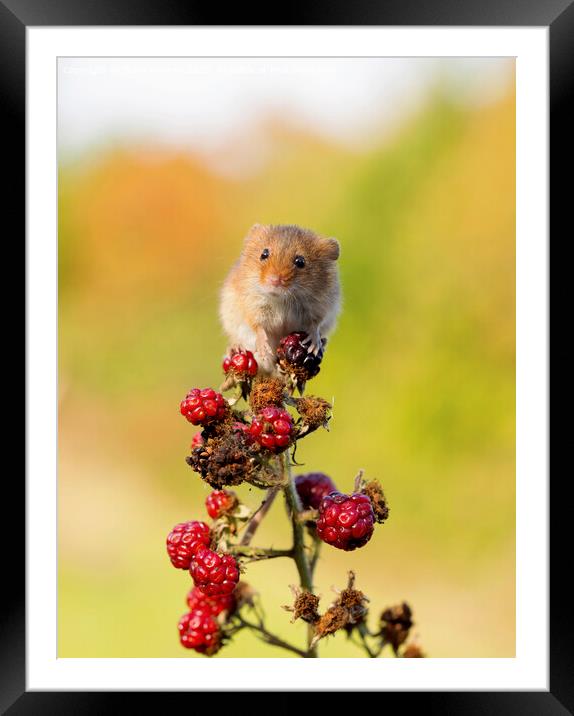 Tiny Harvest Mouse Framed Mounted Print by Steve Grundy