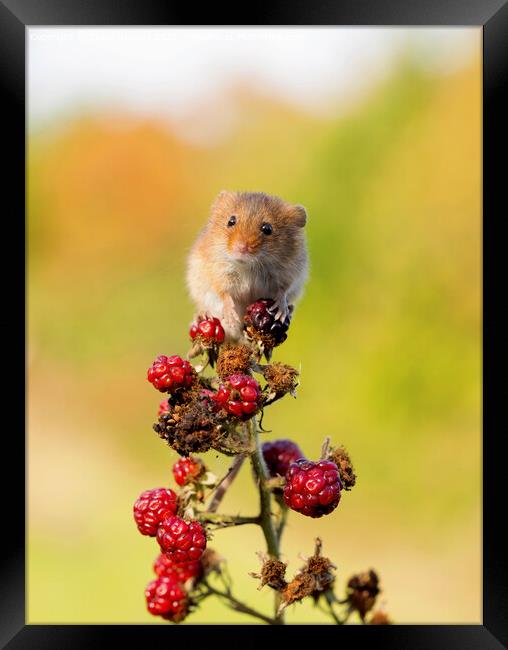 Tiny Harvest Mouse Framed Print by Steve Grundy