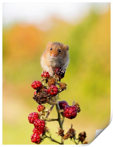 Tiny Harvest Mouse Print by Steve Grundy
