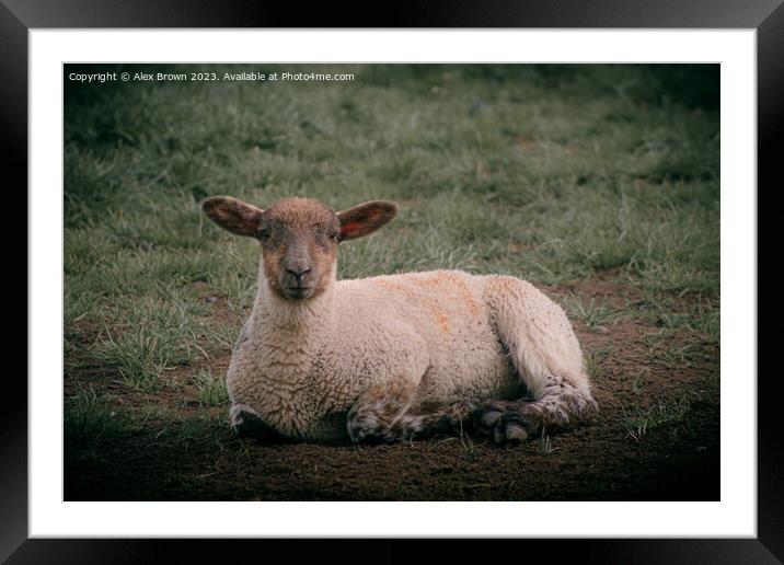 Resting My Legs Framed Mounted Print by Alex Brown