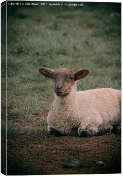 lamb on the lookout Canvas Print by Alex Brown