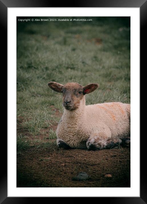 lamb on the lookout Framed Mounted Print by Alex Brown