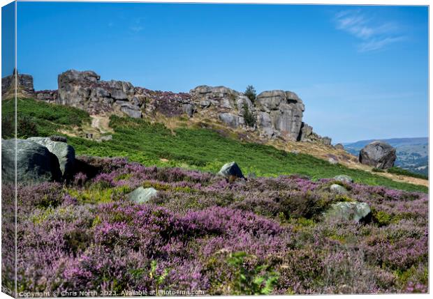 Cow and Calf rocks on Ilkley Moor in purple heathe Canvas Print by Chris North