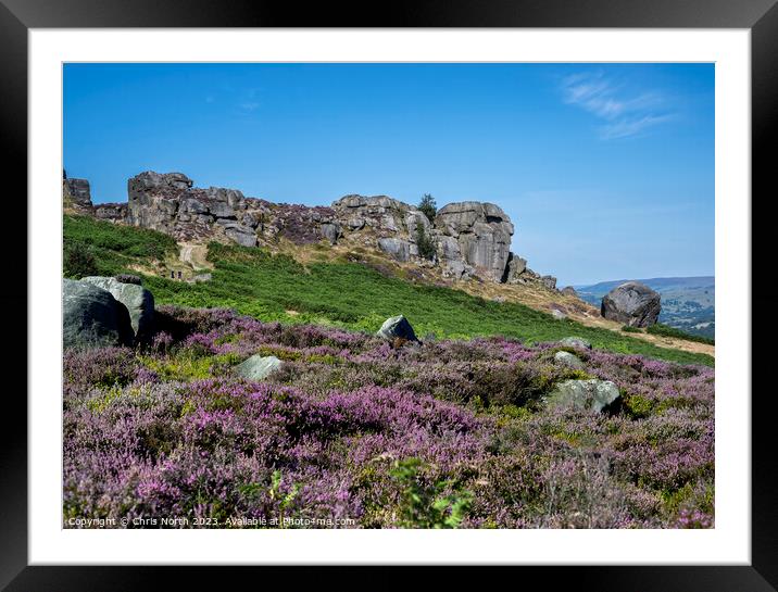 Cow and Calf rocks on Ilkley Moor in purple heathe Framed Mounted Print by Chris North