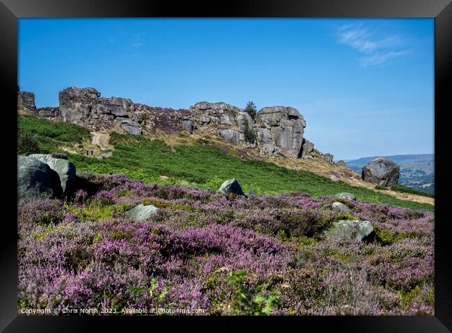 Cow and Calf rocks on Ilkley Moor in purple heathe Framed Print by Chris North