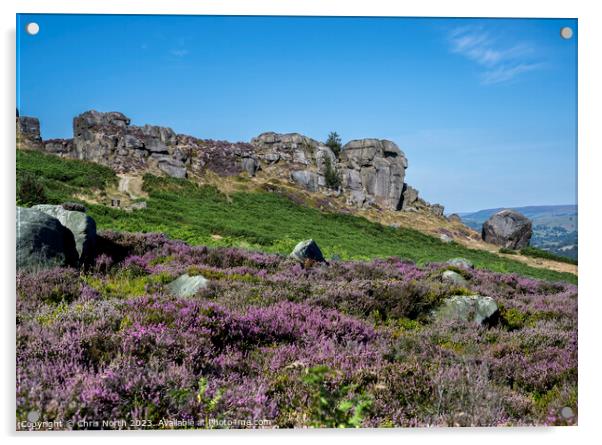 Cow and Calf rocks on Ilkley Moor in purple heathe Acrylic by Chris North