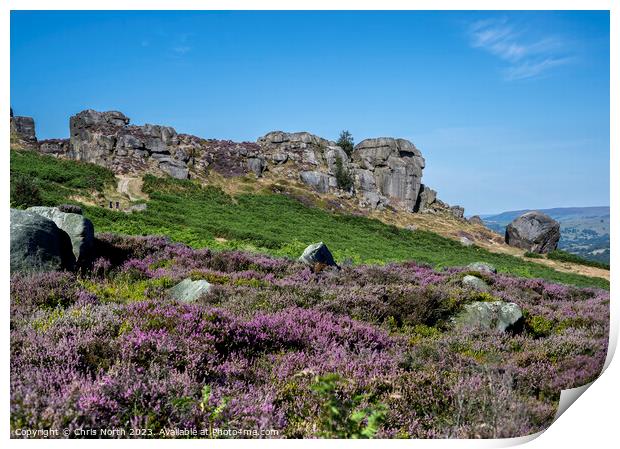 Cow and Calf rocks on Ilkley Moor in purple heathe Print by Chris North