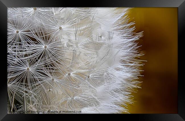 Dandelion  Framed Print by Cliff Kinch