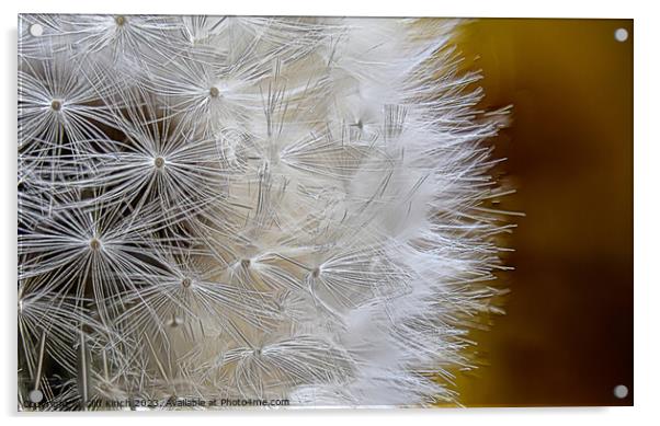 Dandelion  Acrylic by Cliff Kinch
