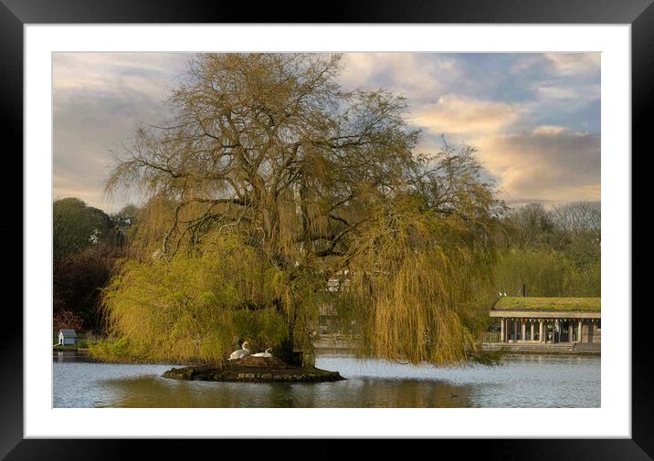 Majestic Swans at Twilight Framed Mounted Print by kathy white