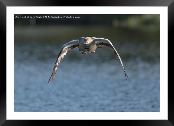 Egyptian goose gliding home Framed Mounted Print by Kevin White