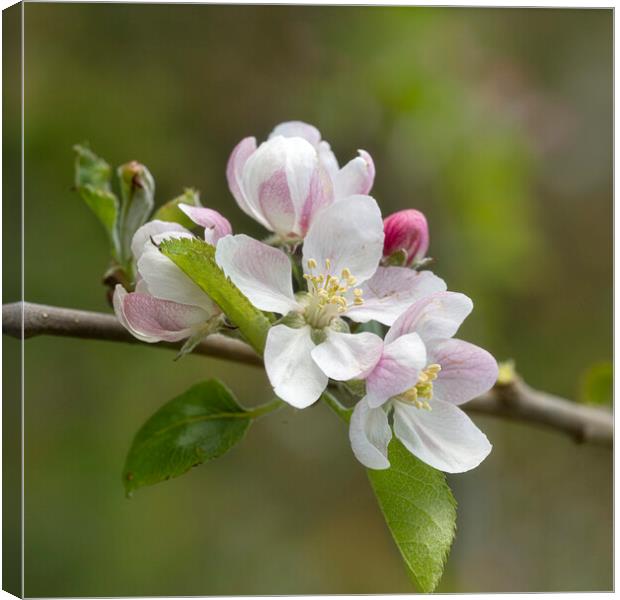 Apple blossoms Canvas Print by kathy white