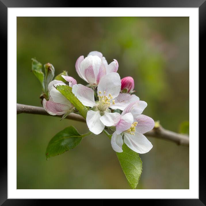 Apple blossoms Framed Mounted Print by kathy white