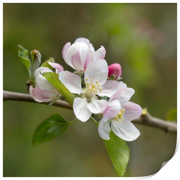 Apple blossoms Print by kathy white