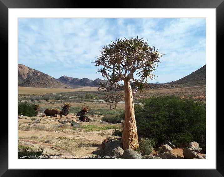 Quiver tree under blue skies Framed Mounted Print by Adrian Turnbull-Kemp