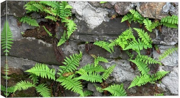 Close up of old stone wall with wild fern, Polypodiopsida or Polypodiophyta. Canvas Print by Irena Chlubna