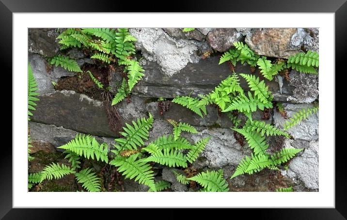Close up of old stone wall with wild fern, Polypodiopsida or Polypodiophyta. Framed Mounted Print by Irena Chlubna