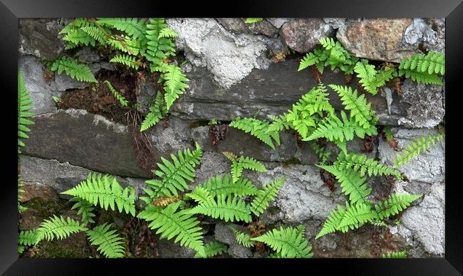 Close up of old stone wall with wild fern, Polypodiopsida or Polypodiophyta. Framed Print by Irena Chlubna